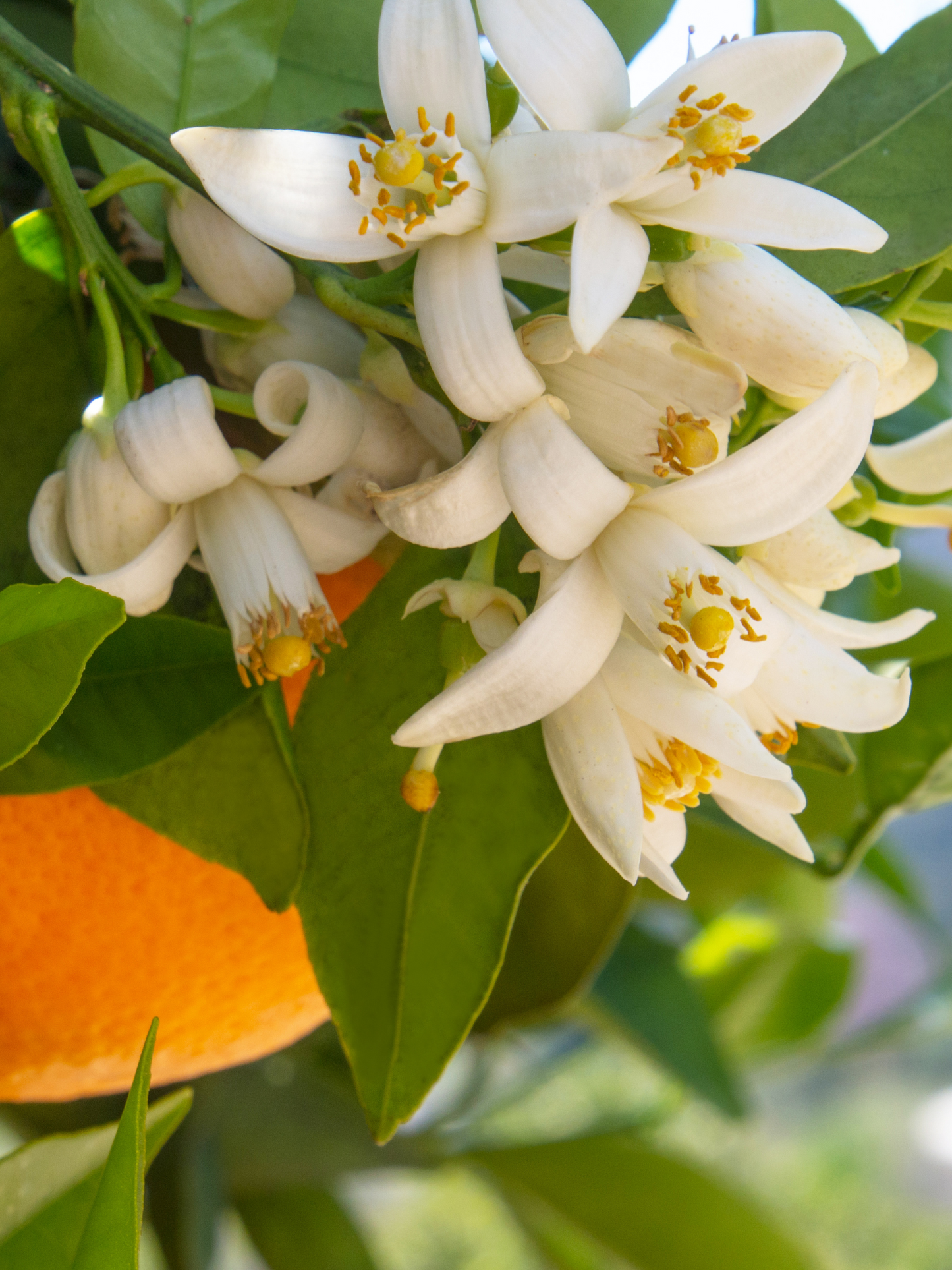 Vaporisateur Fleur d'Oranger CARRIÈRE FRÈRES