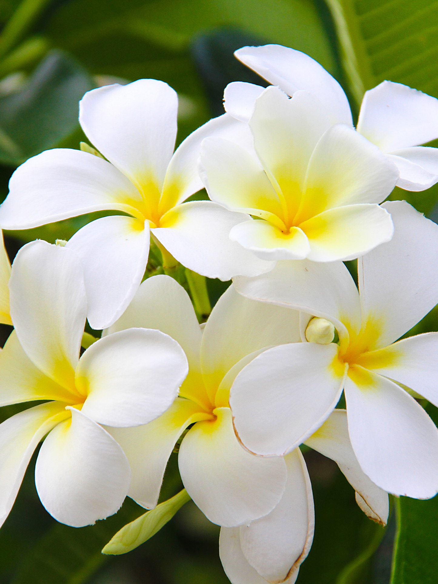 Diffuseur de parfum Gardenia Tahitensis CARRIÈRE FRÈRES