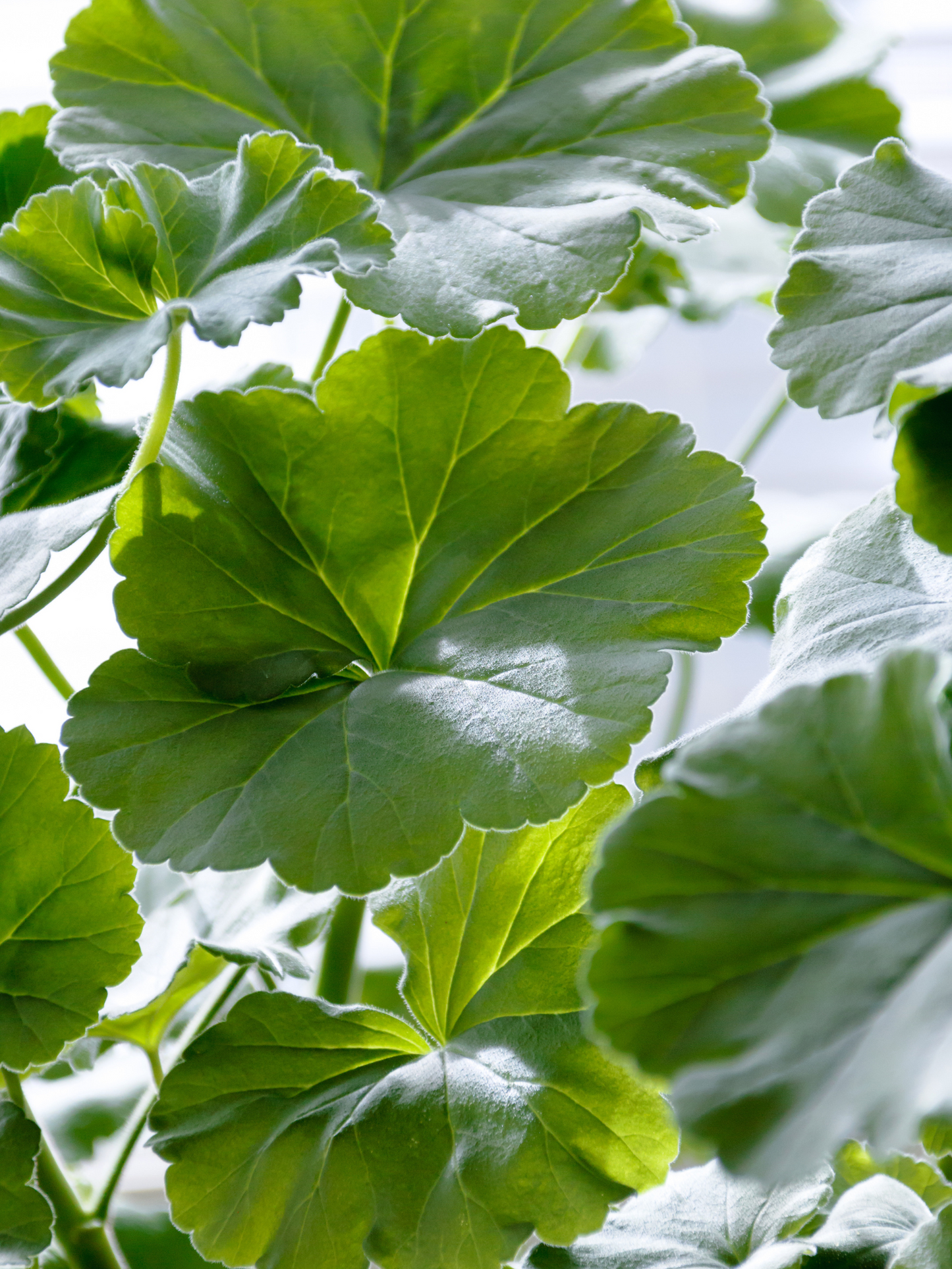 Baume Corps Feuilles de Géranium AESOP