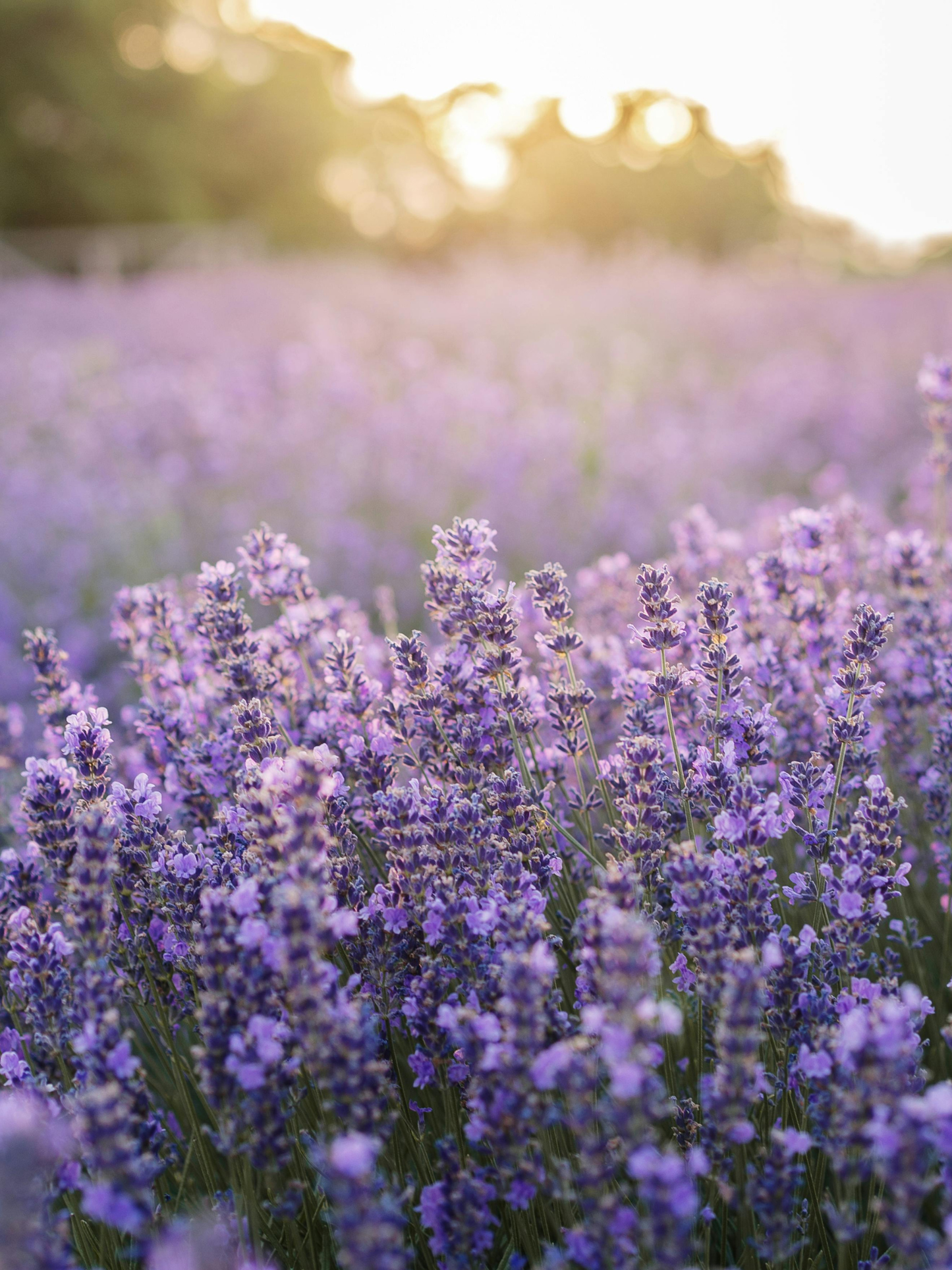 Eau de Parfum Metal Lavender MATIÈRE PREMIÈRE