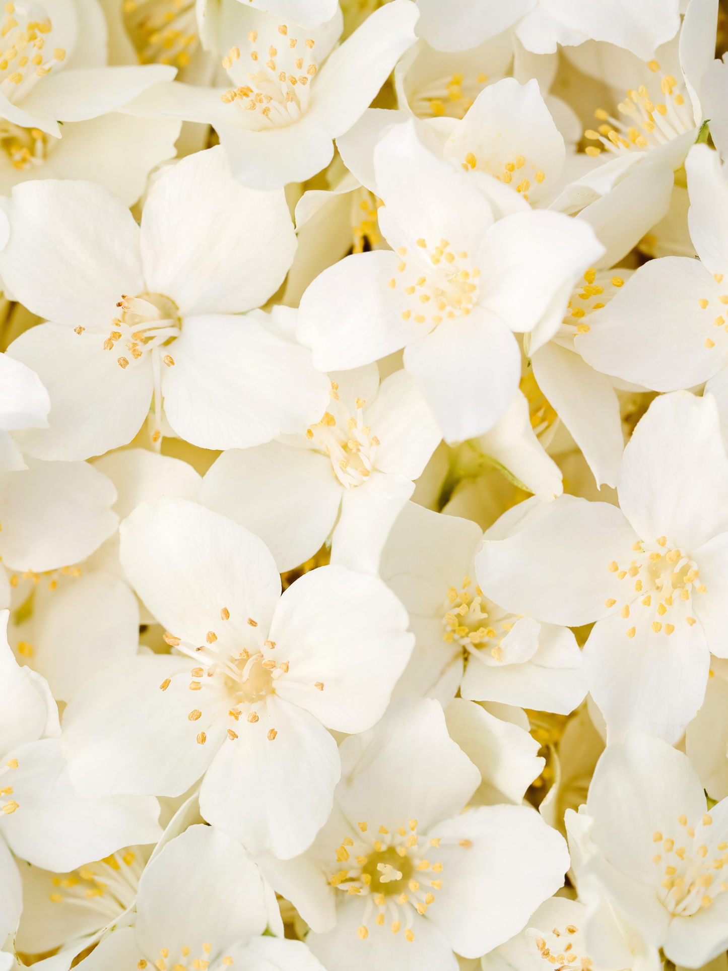 Eau de parfum Flowerhead BYREDO