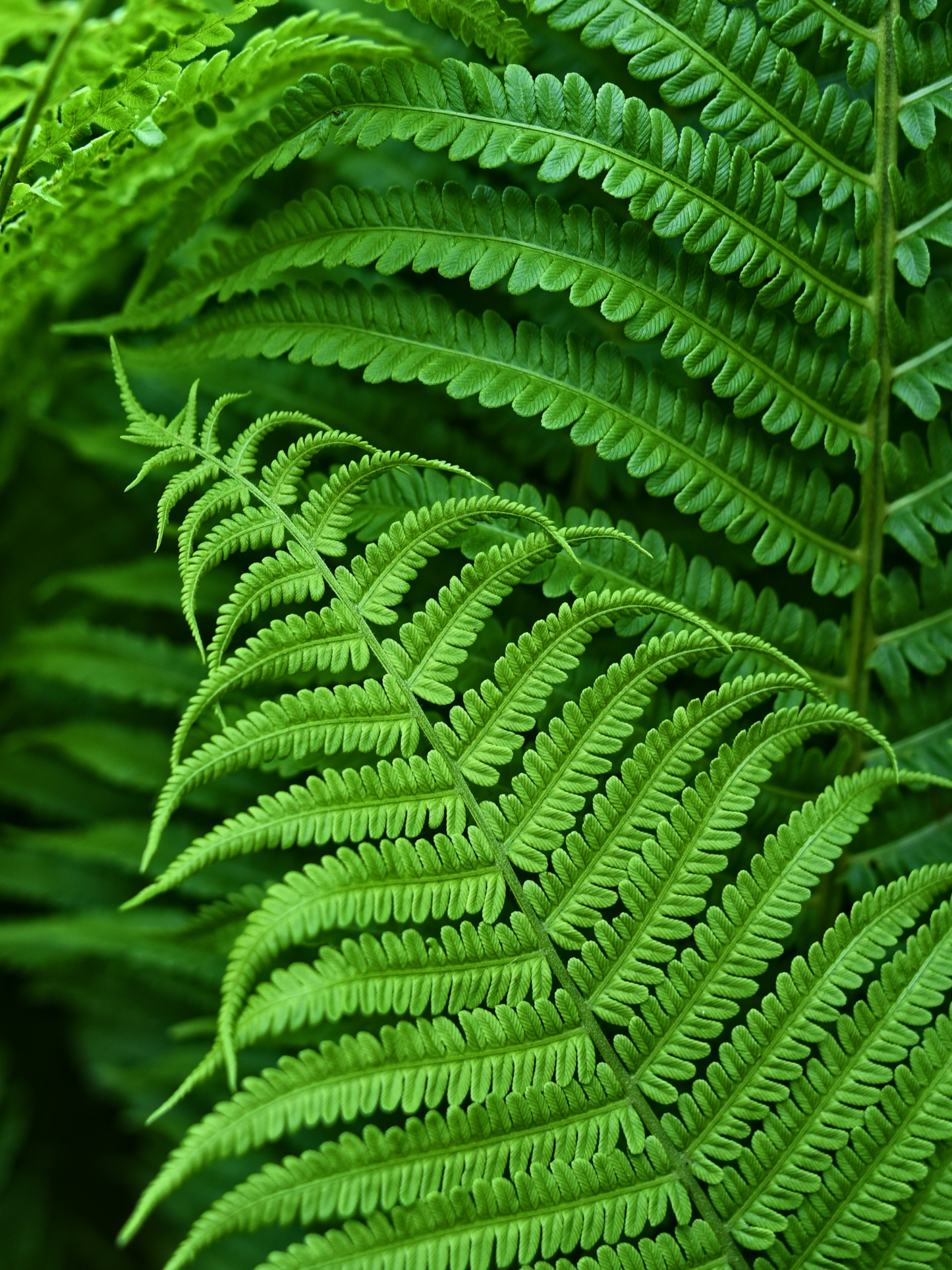 Parfum d’Interieur "Walden" JARDINS D'ÉCRIVAINS